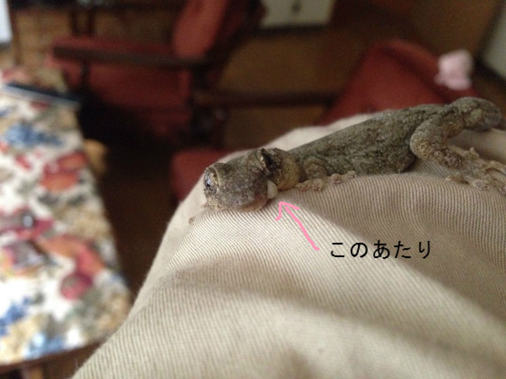 15年10月 やもりんいもりん