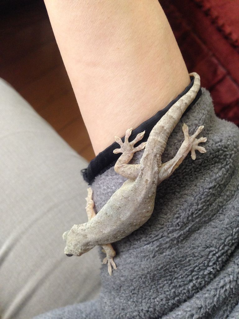 ニホンヤモリの産卵 抱卵 やもりんいもりん