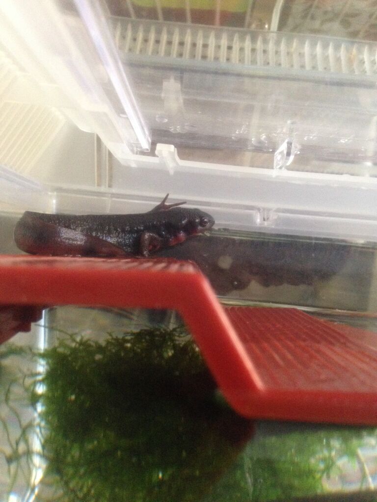 水の都がえらいことになっている やもりんいもりん 水の都がえらいことになっている やもりんいもりん