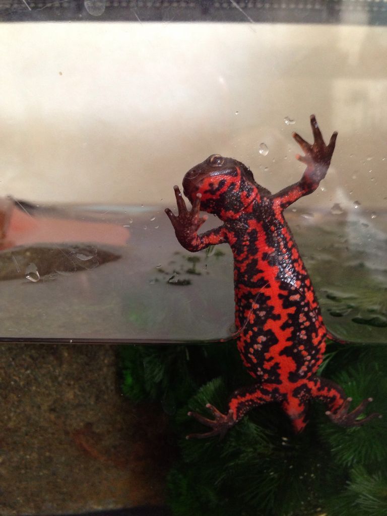 アカハライモリ 飼育の基本 エサ やもりんいもりん