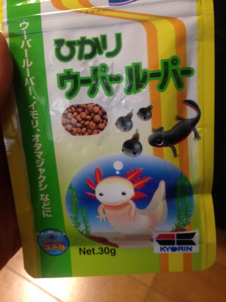 どうしてひかりウーパールーパーは 一部を除く イモリたちに こんなに好評なのか やもりんいもりん