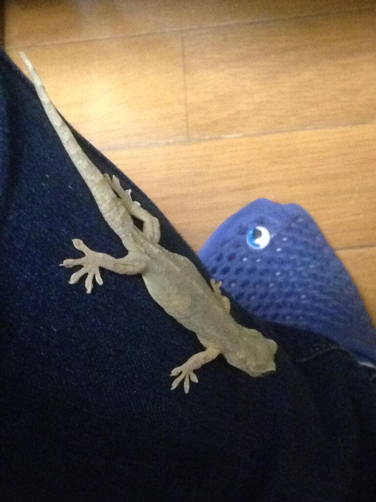 仲良きことは美しきかな やもりんいもりん 仲良きことは美しきかな やもりんいもりん