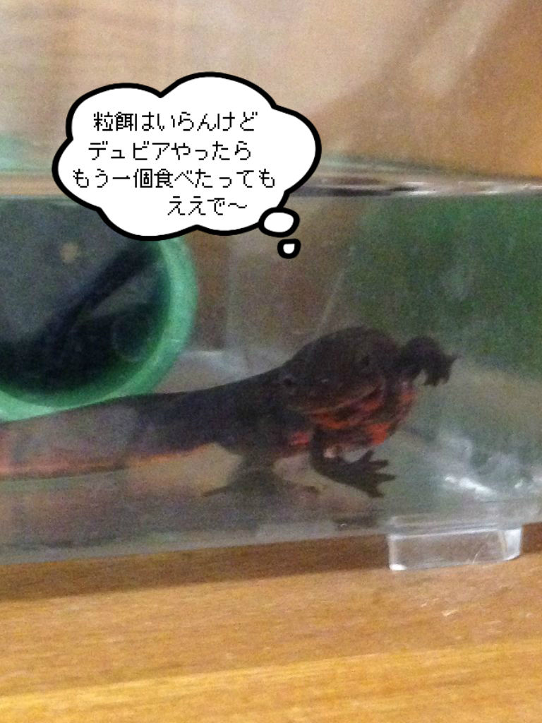 アカハライモリ 病気への対処 やもりんいもりん