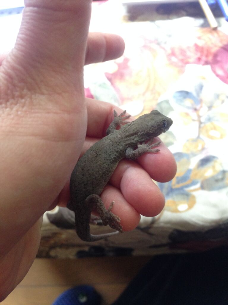 コムちゃん タマゴ詰まりで病院へ やもりんいもりん