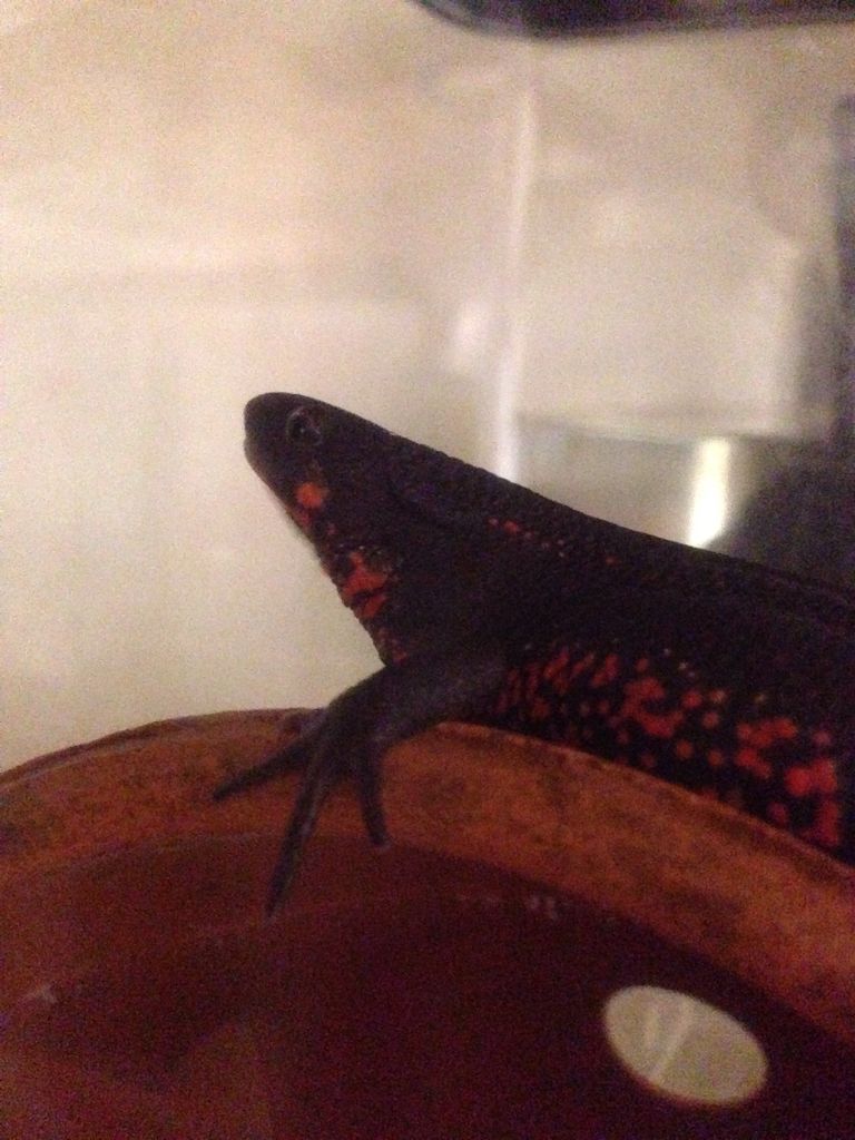 16年04月 やもりんいもりん