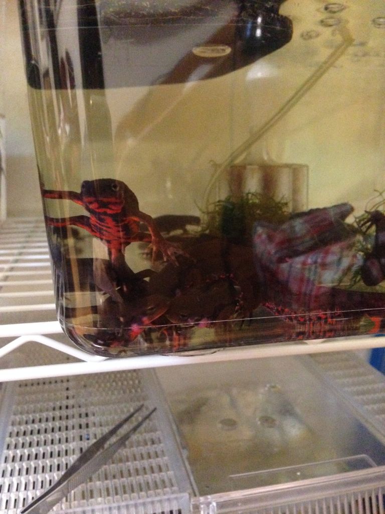 アカハライモリ やもりんいもりん