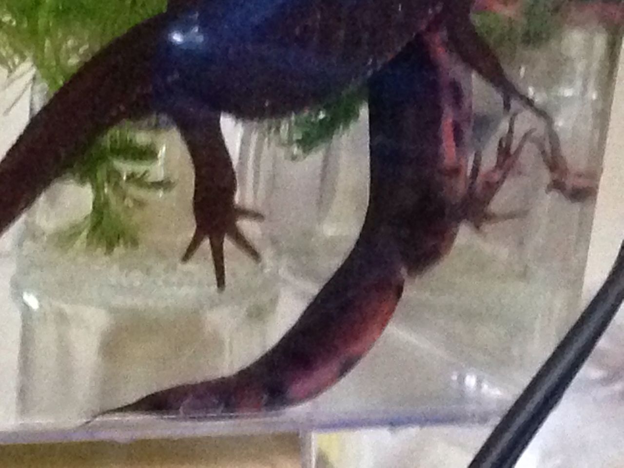 イモリ男子校の秋 やもりんいもりん