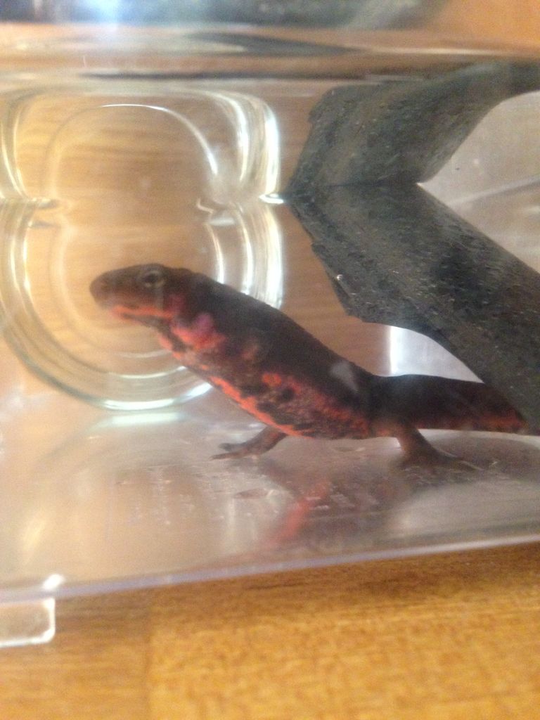 アカハライモリ やもりんいもりん アカハライモリ やもりんいもりん