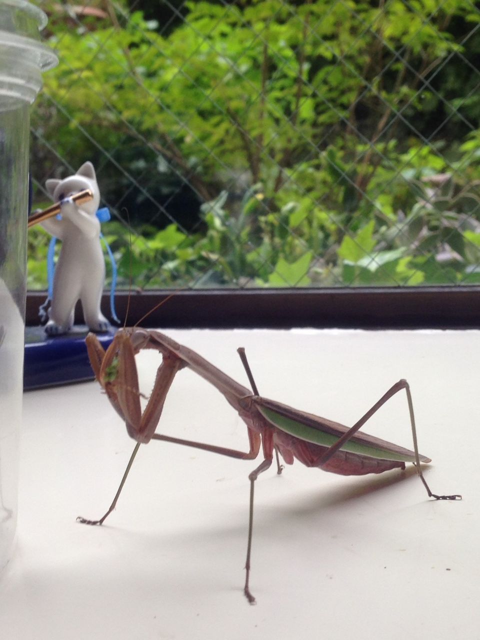 アカハライモリ やもりんいもりん アカハライモリ やもりんいもりん