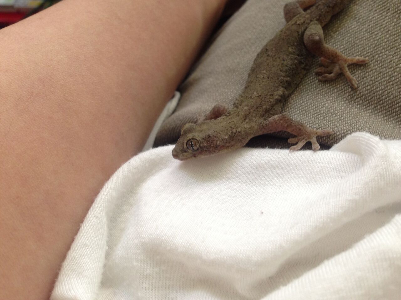 イモリの顔 ヤモリの顔 やもりんいもりん イモリの顔 ヤモリの顔 やもりんいもりん