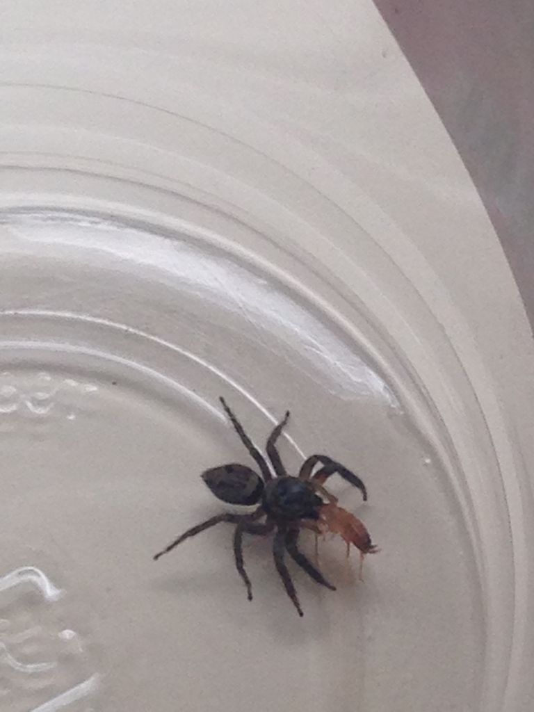 やっぱり交尾ってそれなりにリスクあるかもってことと 今年のカマッ子 やもりんいもりん やっぱり交尾ってそれなりにリスクあるかもってことと 今年のカマッ子 やもりんいもりん