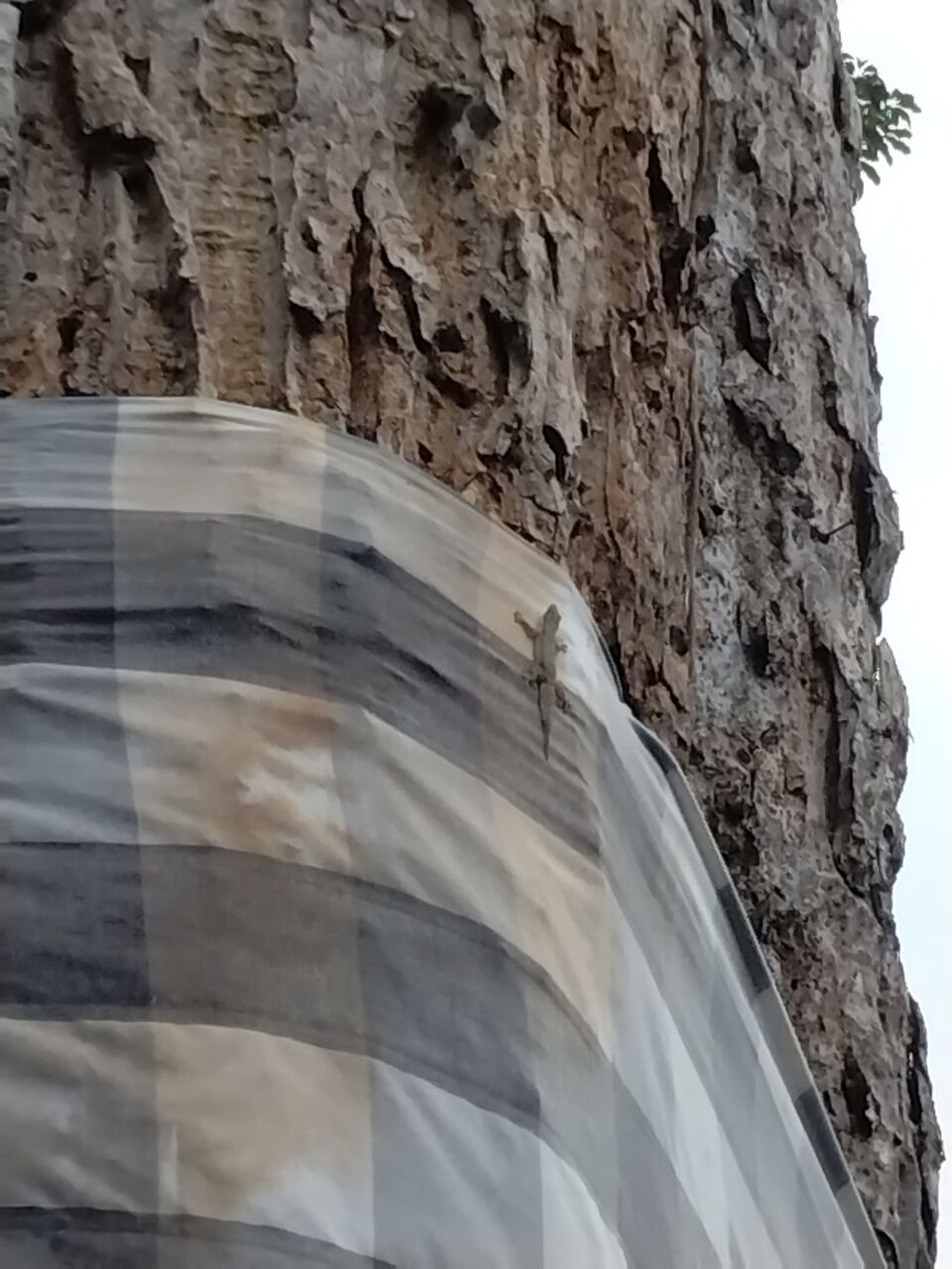 値下げしました☆バリ島の木のトカゲ 値下げしましたバリ島の