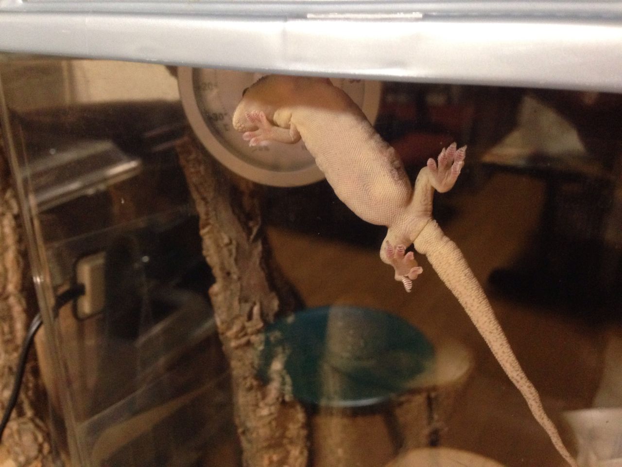 タムちゃん脱皮不全 やもりんいもりん