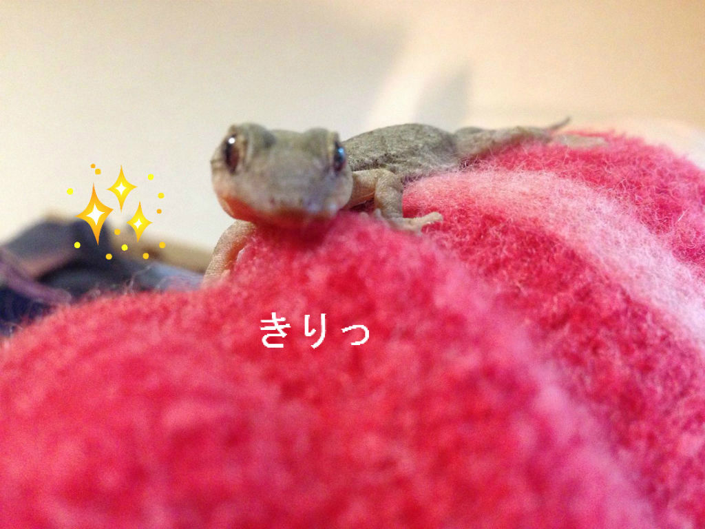 ニホンヤモリの個体識別 やもりんいもりん