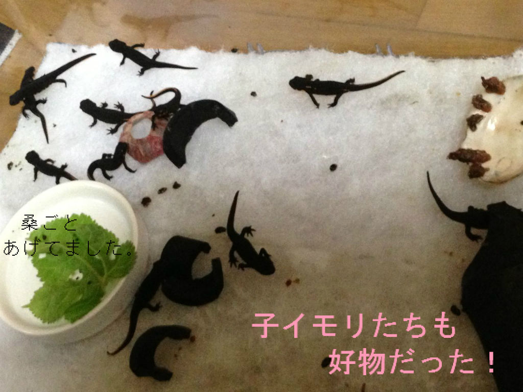 餌虫考察 その１ 蚕 シルクワーム やもりんいもりん