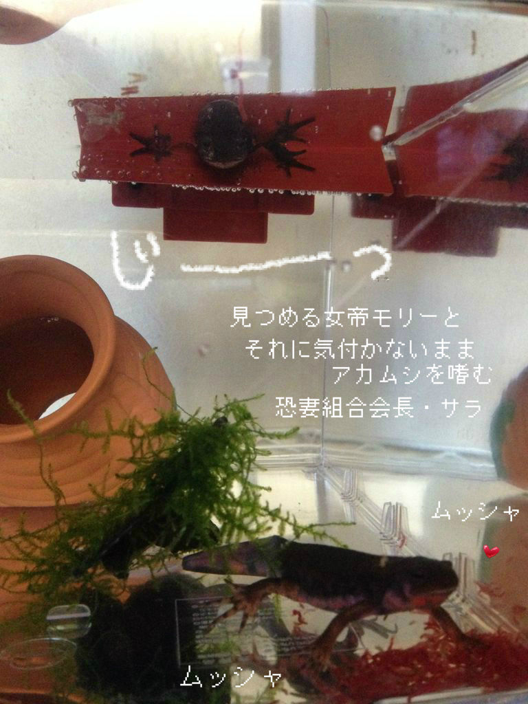 恐怖 水面から睨む顔 やもりんいもりん
