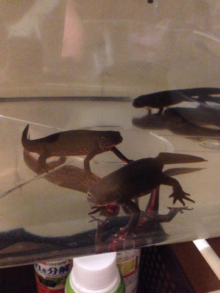 アカハライモリ やもりんいもりん