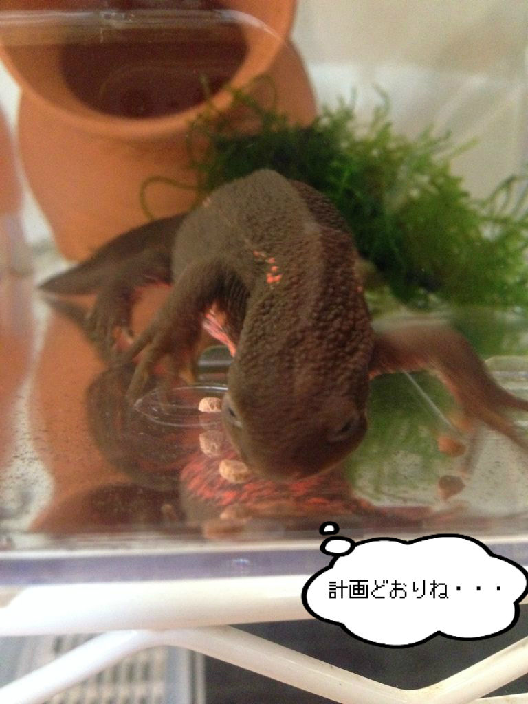エサ やもりんいもりん