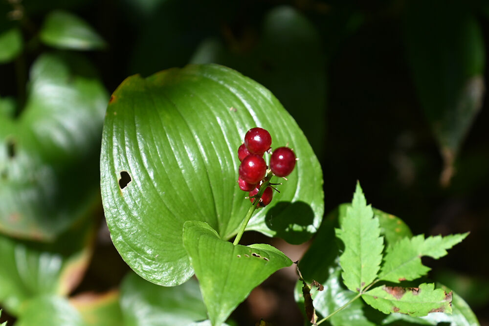 八甲田 八幡平で見つけた秋の赤い実 あうとどあ らいふ