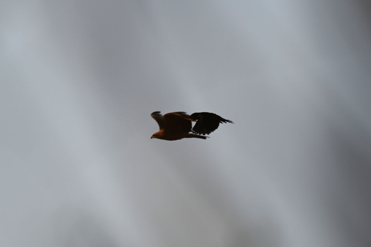 トンビとカラスのバトル あうとどあ らいふ