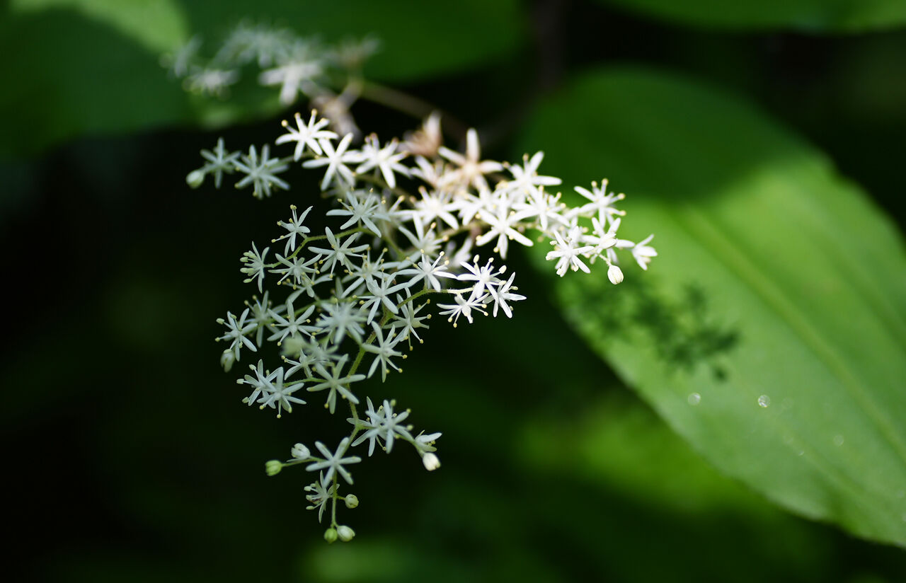 白い花 あうとどあ らいふ