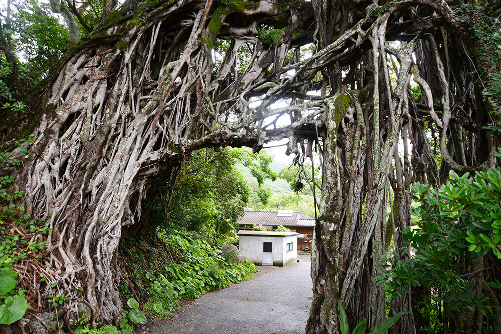 屋久島各地のガジュマル あうとどあ らいふ