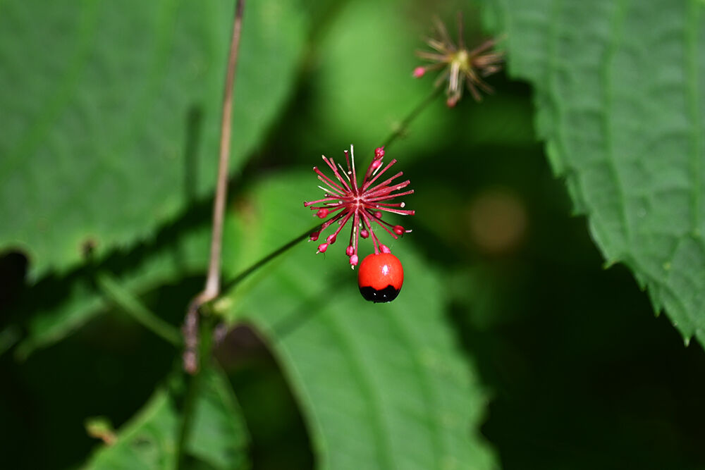 八甲田 八幡平で見つけた秋の赤い実 あうとどあ らいふ