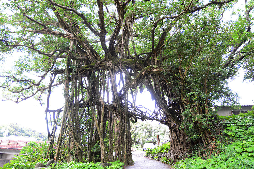 屋久島各地のガジュマル あうとどあ らいふ