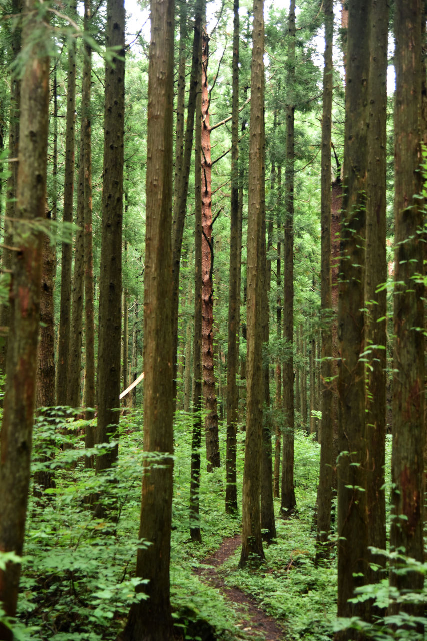 山形県遊佐町 高瀬峡 あうとどあ らいふ