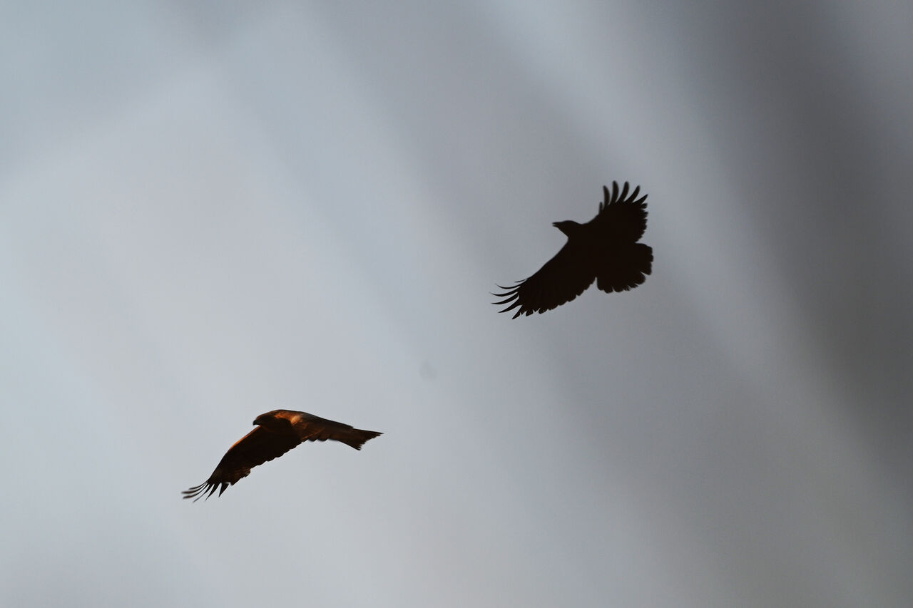 トンビとカラスのバトル あうとどあ らいふ
