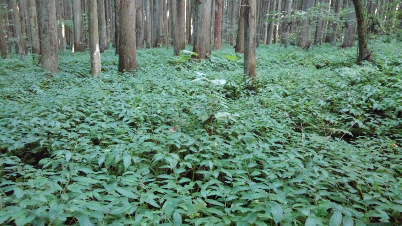 ミズの実の漬物作り : あうとどあ・らいふ
