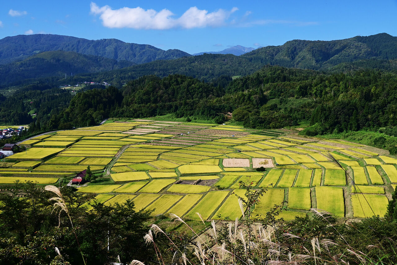 棚田の実りの秋 あうとどあ らいふ