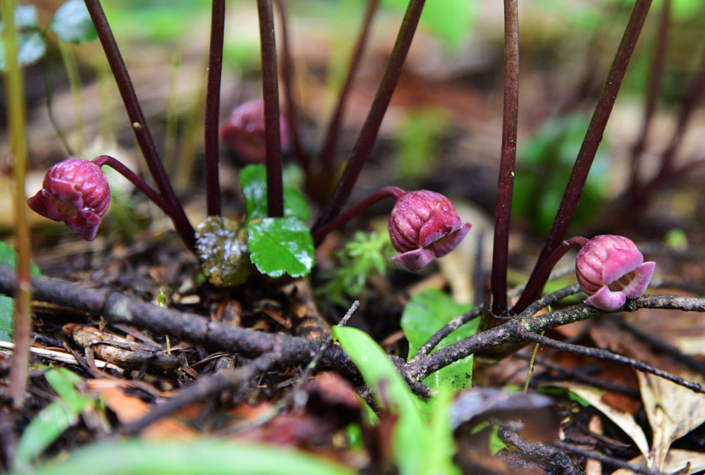 花の百名山 森吉山 あうとどあ らいふ