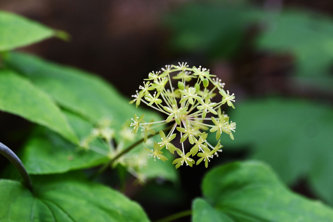 小さな白い花 あうとどあ らいふ