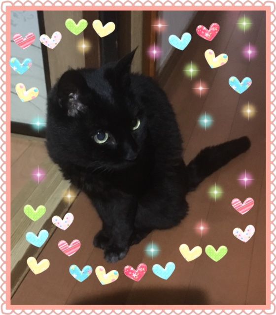 声を出さないでなくときがある 大好き ねこ 黒猫ジジとねこのなぜ なに 知りたいこといっぱい