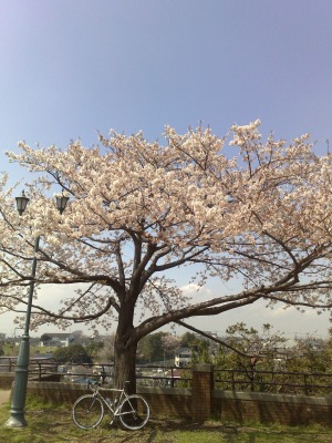 自転車でお花見 (2)