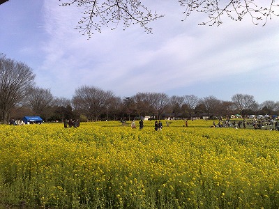 昭和記念公園花見2