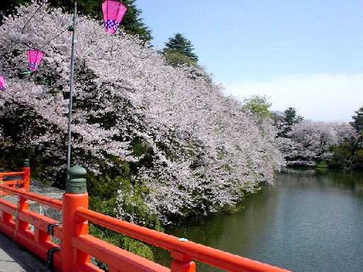 高岡古城公園の桜 I Love 高岡