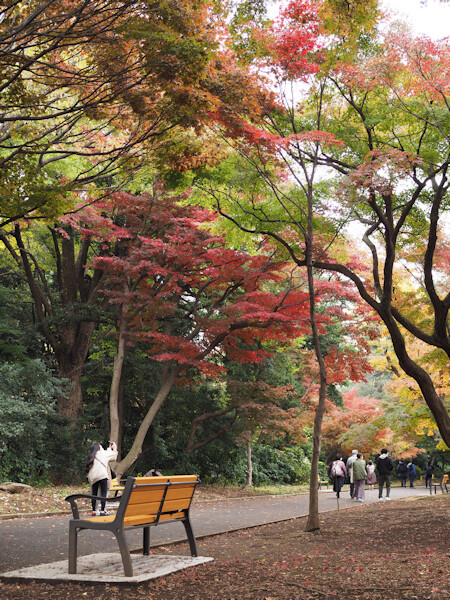 新宿御苑の紅葉が見頃に よくある株の日記２