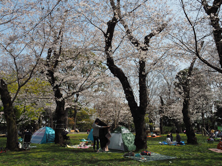 王子の桜を観た話 よくある株の日記２