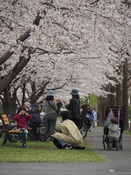 舎人公園で満開の桜を見た話 よくある株の日記2 舎人公園で満開の桜を見た話 よくある株の日記2