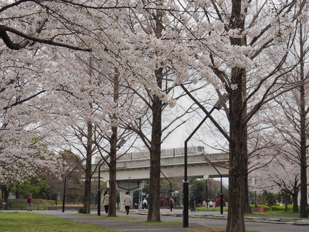 舎人公園で満開の桜を見た話 よくある株の日記2 舎人公園で満開の桜を見た話 よくある株の日記2