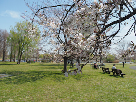 舎人公園の桜 よくある株の日記２
