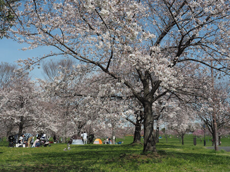 舎人公園の桜 よくある株の日記2 舎人公園の桜 よくある株の日記2