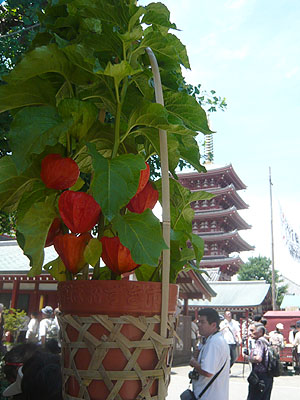 浅草寺のほおずき市 よくある株の日記２