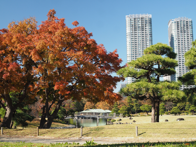 浜離宮と芝離宮の紅葉風景 よくある株の日記2 浜離宮と芝離宮の紅葉風景 よくある株の日記2