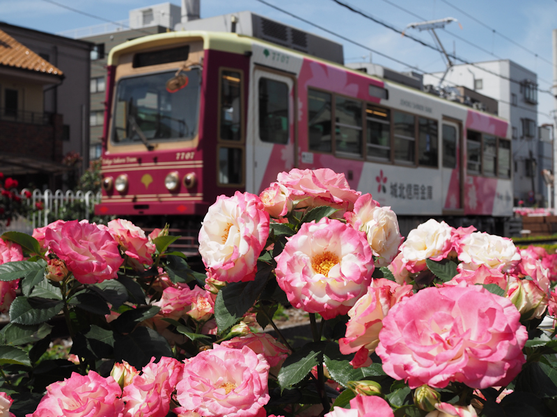 再び 都電荒川線と薔薇 よくある株の日記2 再び 都電荒川線と薔薇 よくある株の日記2