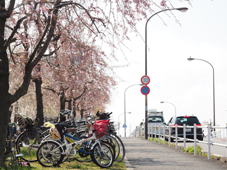 尾久の原公園の枝垂れ桜 よくある株の日記２