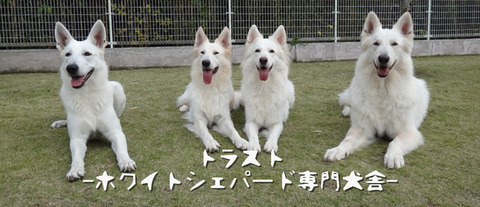 バナー