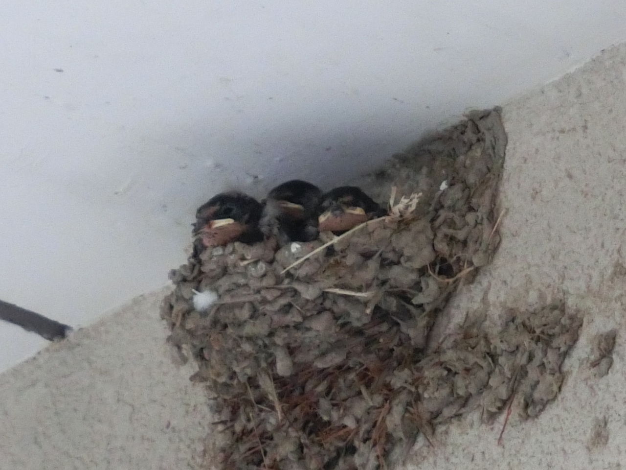 ツバメの成長記録 やなぜ苑 スタッフブログ